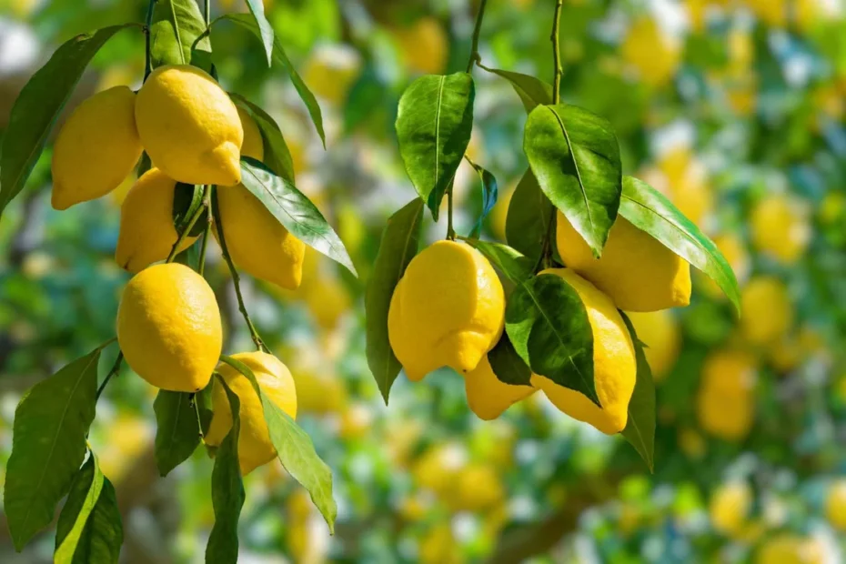 Refreshing Benefits of Lemon in Summer